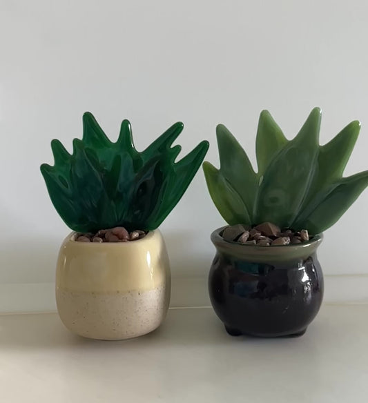 Potted Succulents -Medium Agave