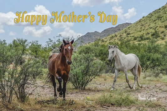 Salt River Wild Horses Running Mother's Day Greeting Card
