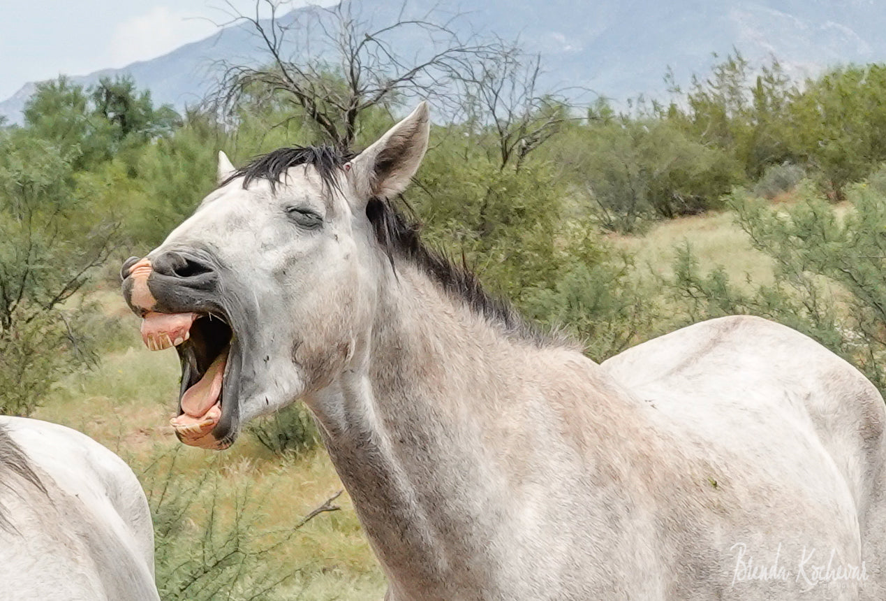 Photograph of Salt River Wild Horse on a Greeting Card