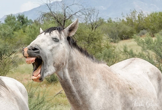 Photograph of Salt River Wild Horse on a Greeting Card