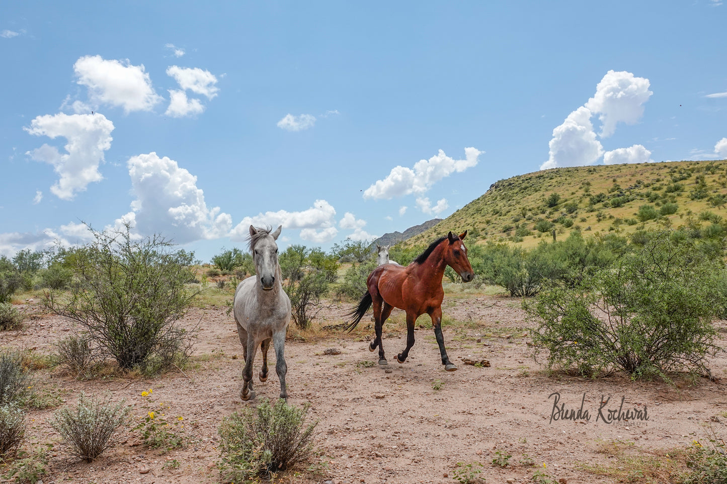 Salt River Wild Horses Photograph Matted 7” x 5”