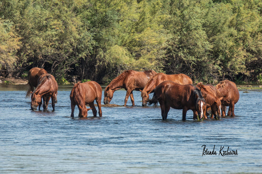 Photograph of Salt River Wild Horses on a Greeting Card