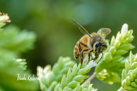Bee on Succulent Photograph Matted 7” x 5”