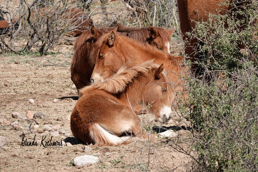 Napping Salt River Wild Horses Greeting Card