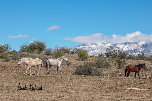 3 Horses Snowy Four Peaks Greeting Card