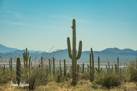 Saguaro National Park Tucson 14”x10” Canvas