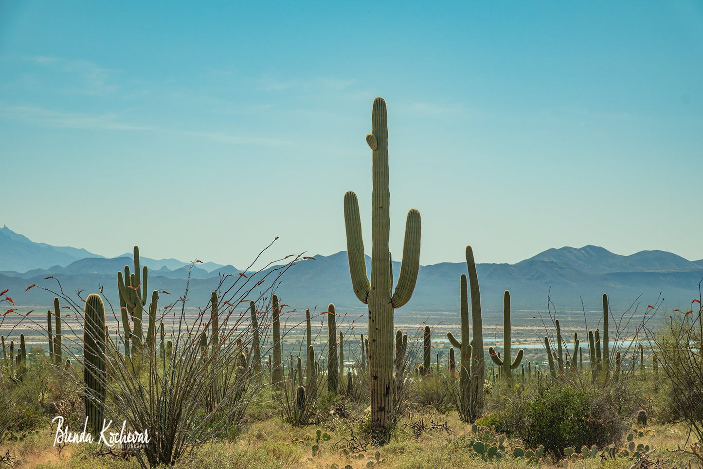 Saguaro National Park Tucson 7”x5” Matted Print
