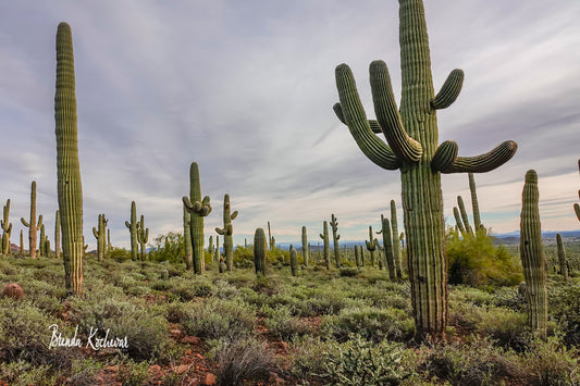 Field of Saguaros 16”x12” Canvas