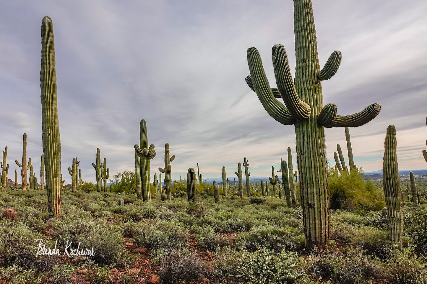 Field of Saguaros 36”x24” Canvas