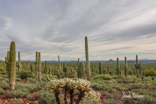 Field of Saguaros with Cholla Cactus 20” x 16” Canvas