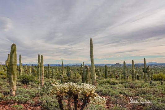 Field of Saguaros with Cholla Cactus 14” x 8” Canvas