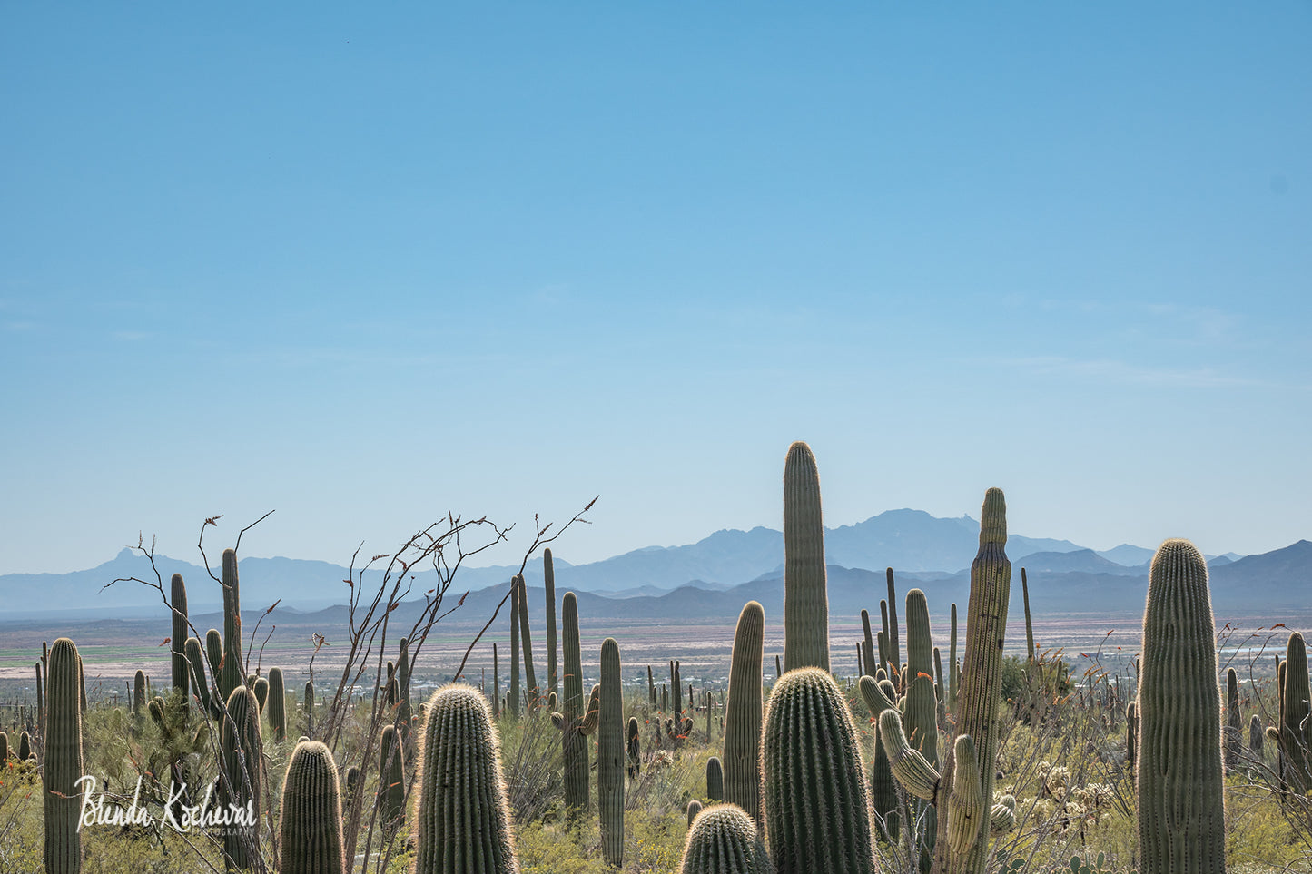 Photograph of Saguaro National Forest1 on a Greeting Card