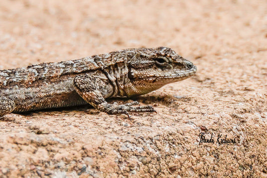 Lizard Face Mini Canvas 6”x4”