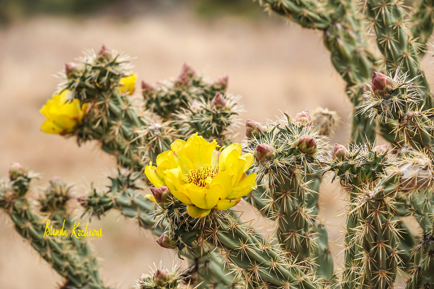 Yellow Cactus Bloom Greeting Card