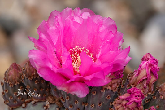Pink Cactus Bloom Greeting Card