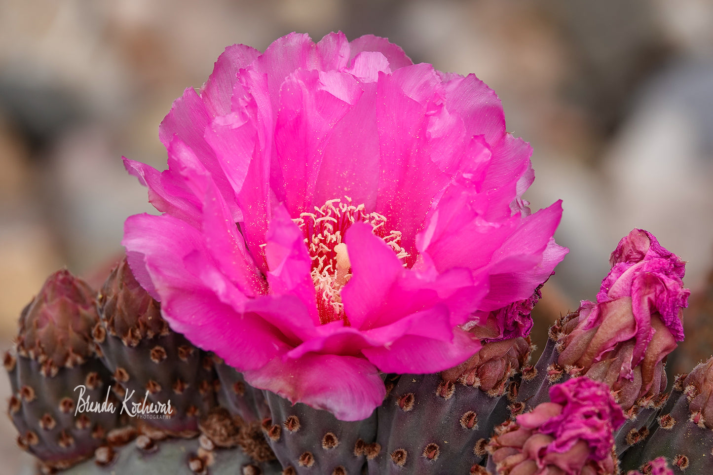 Pink Cactus Bloom Photograph Matted 7” x 5”
