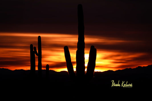 Saguaro Sunset 4"x6" Mini Canvas