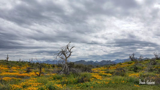 Poppy Fields Tonto National Forest 14”x8” Canvas