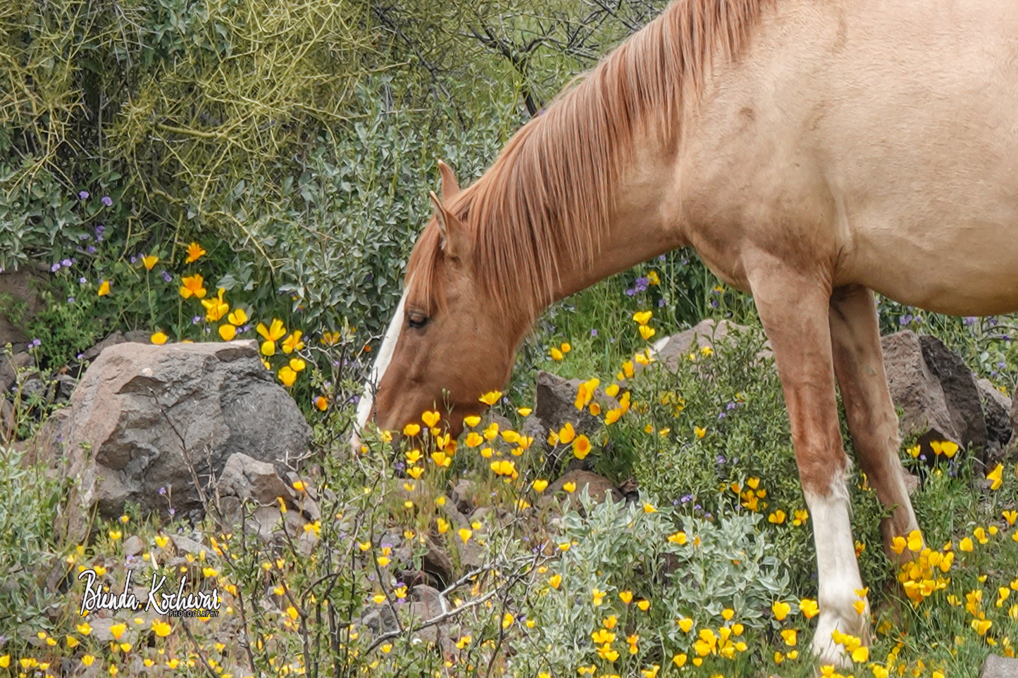 Salt River Wild Horse Spring Bloom Print Matted 7” x 5” Print