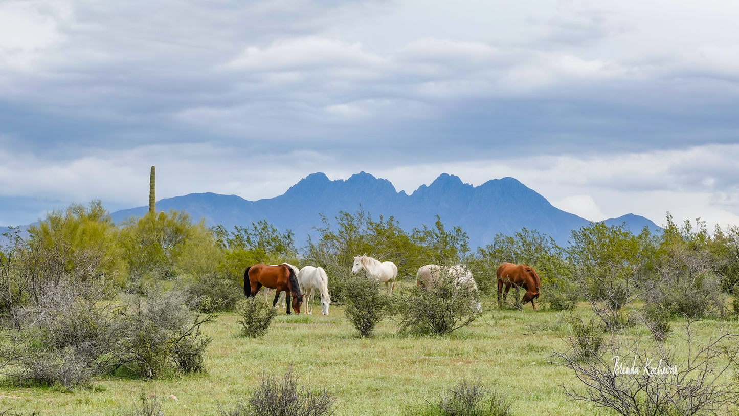 Salt River Wild Horses with Four Peaks Mountain Photograph Matted 7” x 5”