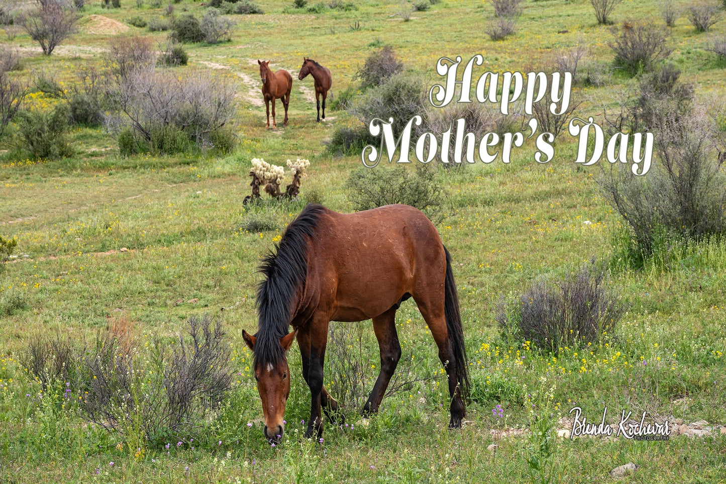 Salt River Wild Horse Friends Mother's Day Greeting Card & Necklace Set