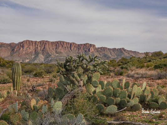 Apache Leap & Cacti Greeting Card