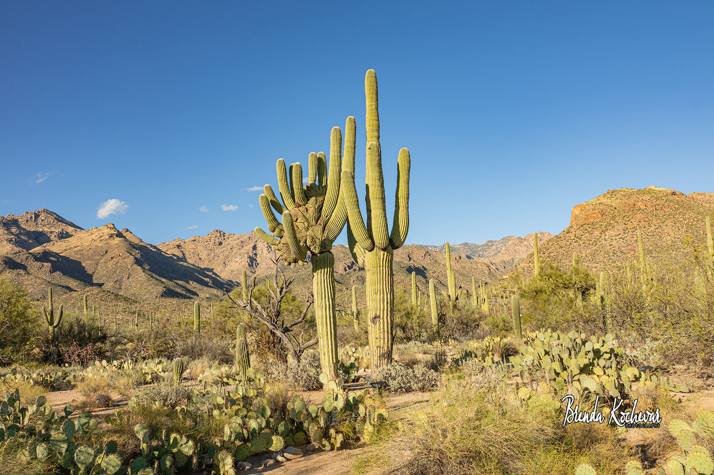 Crested Saguaro Greeting CARD