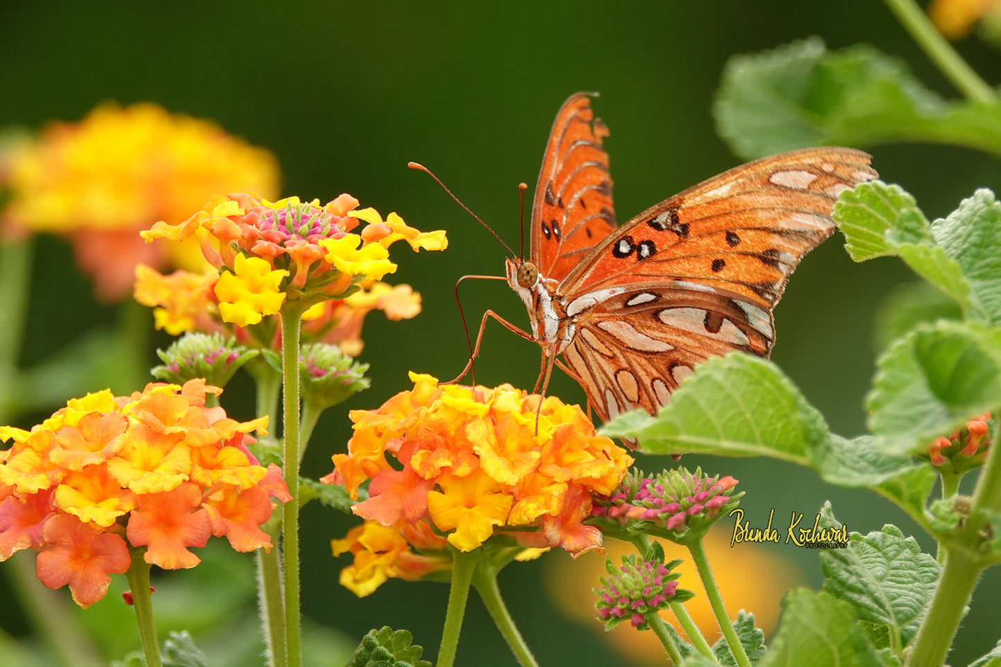 Butterfly on Lantana Greeting Card