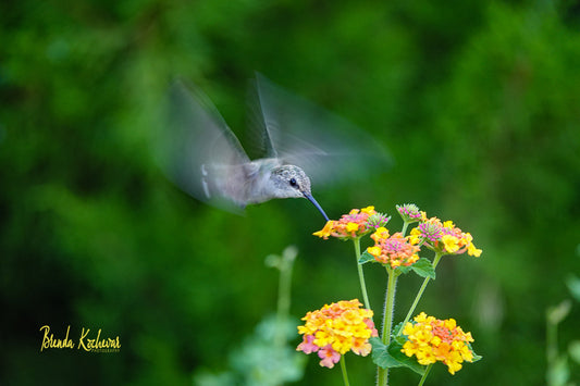 Photograph of Hummingbird & Lantana on a Greeting Card
