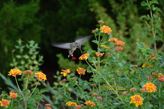 Photograph of Hummingbird & Lantana1 on a Greeting Card