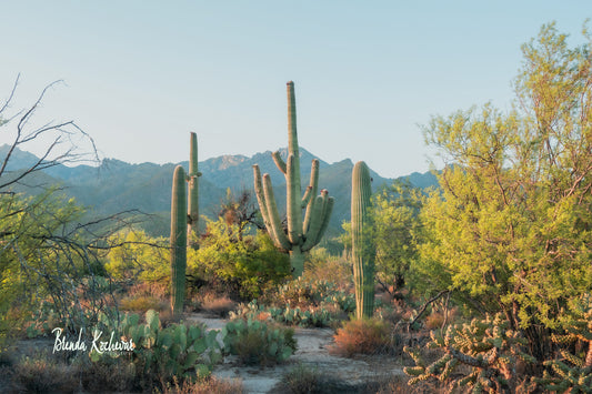 Tucson Desert Scene Greeting Card