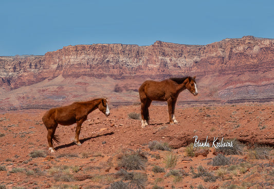 Marble Canyon & Navajo Horses Photograph on a Greeting Card