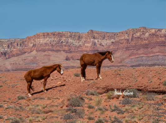 Marble Canyon & Navajo Horses Photograph on a 6”x4” Mini Canvas