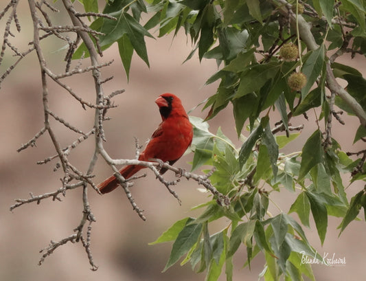 Northern Cardinal Photograph on a Greeting Card